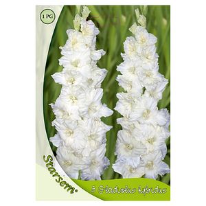 Bulbi gladiole, alb