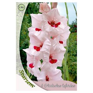 Bulbi Gladiole Bicolor STARSEM, negru-roz