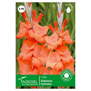 Bulbi gladiole, portocaliu  Agrosel