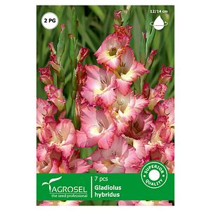 Bulbi Gladiole AGROSEL, bicolor