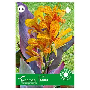 Bulbi canna bicolor Cleopatra