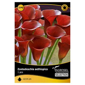 Bulbi Cala AGROSEL SELECTION, rosu