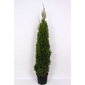 Thuja Occidentalis Smaragd (Arbore conifer) in ghiveci de plastic, inaltime medie 120-150 cm