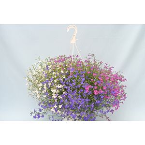 Plante curgatoare mixt, in ghiveci, 22 cm