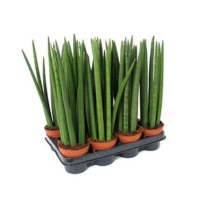 Sansevieria cylindrica, in ghiveci, 10.5 cm