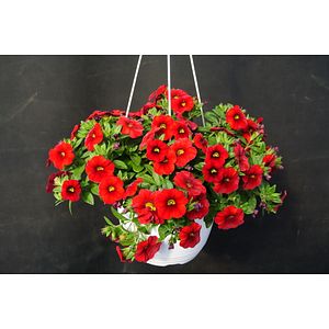 Calibrachoa 19