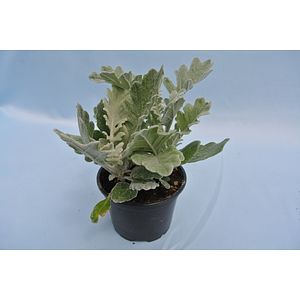 Cineraria Maritima 9