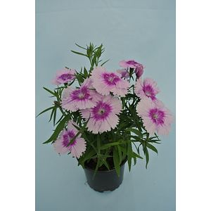 Garoafa chinezeasca (Dianthus chinensis) in ghiveci, D 10.5 cm
