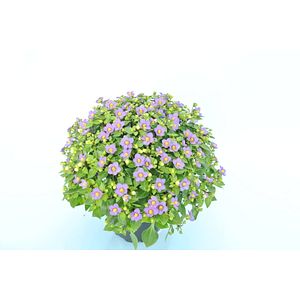 Exacum Affine 10.5