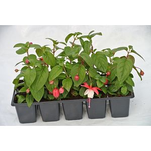 Fuchsia Pack, in ghiveci, 10 cm
