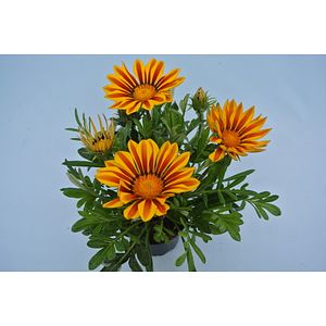 Gazania, in ghiveci, 9 cm