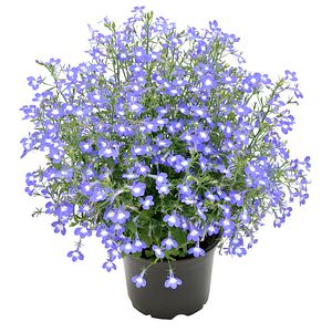 Lobelia Curgatoare, in ghiveci, 12 cm