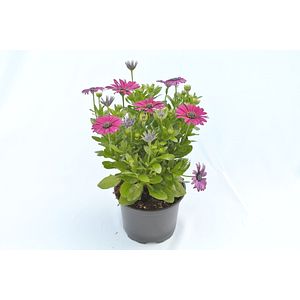 Osteospermum, in ghiveci, 12 cm