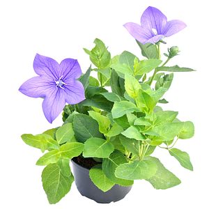 Platycodon, in ghiveci, 10.5 cm 
