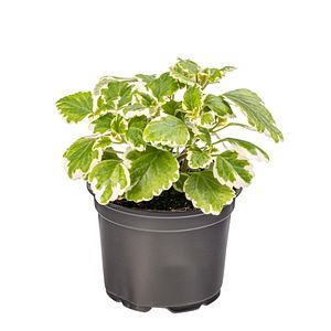 Iedere curgatoare, in ghiveci, 12 cm 