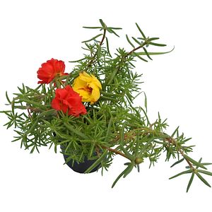 Portulaca, in ghiveci, 9 cm