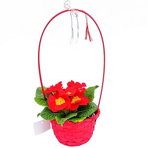 Primula Cos Rotund Cu Martisor