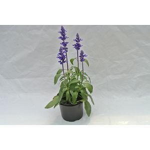 Salvia Farinacea, in ghiveci, 12 cm 
