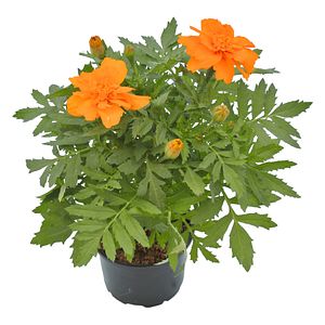 Craite (Tagetes patula) in ghiveci, H 20 cm
