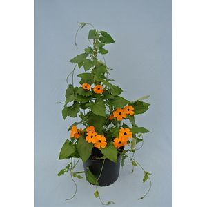 Thunbergia Alata 19