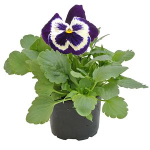 Panseluta (Viola x wittrockiana) in ghiveci, D 9 cm, H 15-25 cm