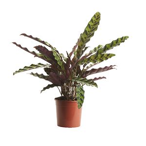 Calathea, in ghiveci, 14 cm