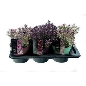Hebe Addenda, 17 cm