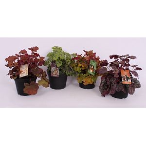 Heuchera, 15 cm 