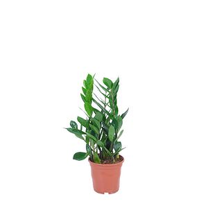 Planta Zamioculcas Zamiifolia, in ghiveci, 12 cm