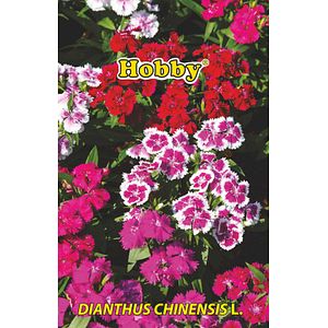 Seminte garoafe chinezesti Hobby