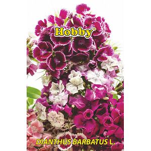 Seminte garofita de gradina Hobby