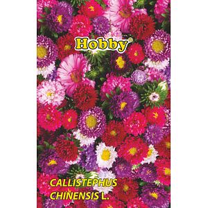 Seminte ochiul boului pitic  Hobby