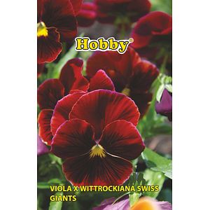 Seminte panselute, rosu Hobby