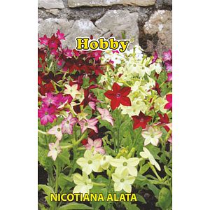 Seminte regina noptii Hobby