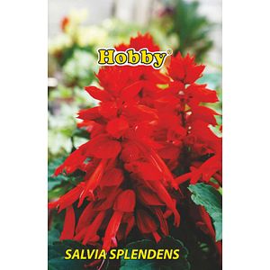 Seminte salvie rosie Hobby