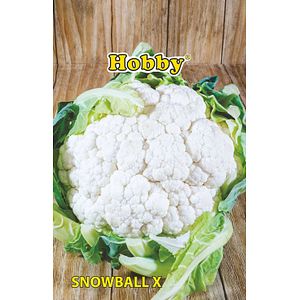 Seminte conopida, snowball  Hobby