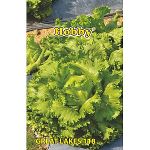 Seminte salata Great Lakes 118  Hobby