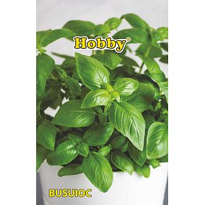 Seminte busuioc Hobby