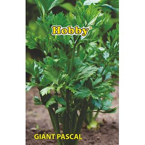 Seminte telina pentru frunze Pascal Giant Hobby