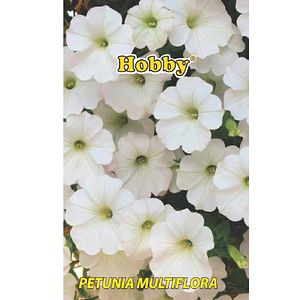Seminte petunia, alba Hobby