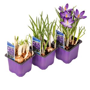 Crocus Vernus 7