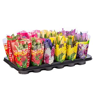 Bulbi mix cu celofan Color DALIA PROD, 1 buc