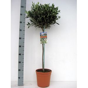 Maslin, in ghiveci, 21 cm