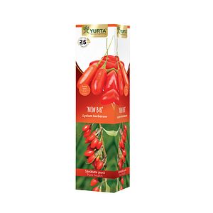 Arbust fructifier Goji