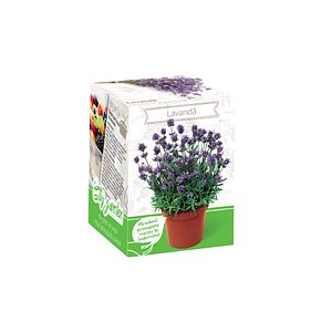 Lavanda