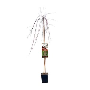 Arbori Ornamentali
