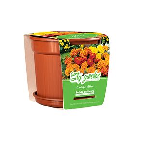 Craite pitice (Tagetes patula nana) in ghiveci