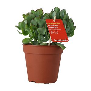 Crassula