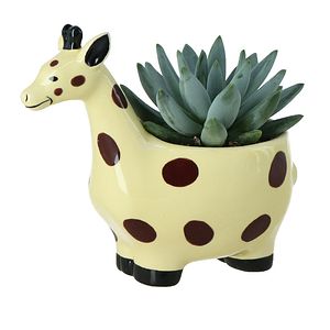 Girafa Suculenta
