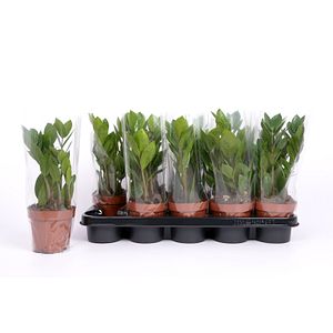 Planta dinozaur, 12 cm